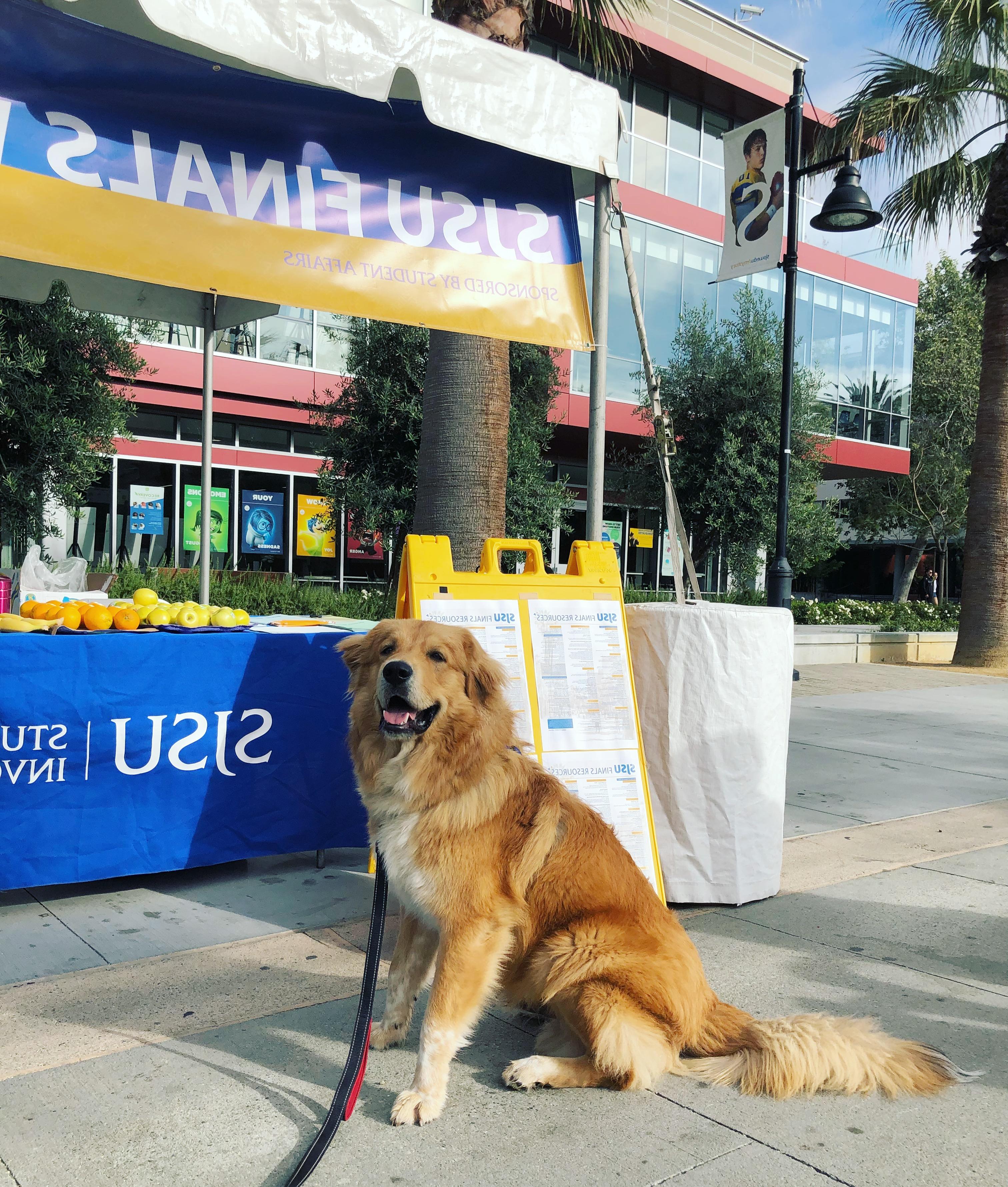 Adorable dog sits infront of booth. Banner over booth reads "Finals Table"